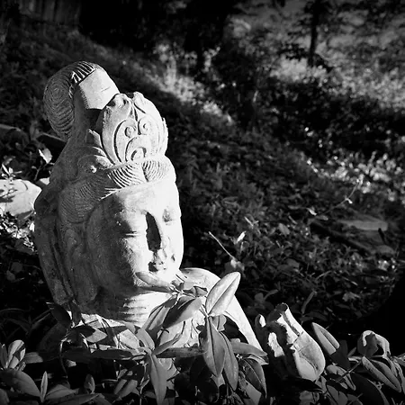 Otus Pool View Vendégház